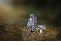 Tanja Brandt:èͷӥ